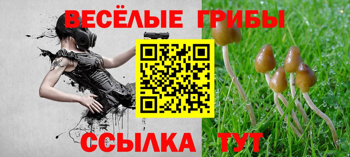 Псилоцибиновые грибы Psilocybe Новодвинск